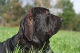 FILA BRASILEIRO 090